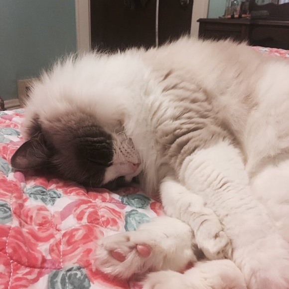 🐱CAT-FRIENDLY HOME!🐱 - Picture 2 of 4